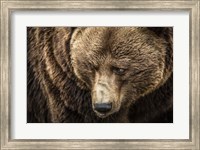 Framed Grizzly III