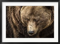 Framed Grizzly III