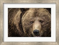 Framed Grizzly IV
