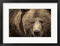 Framed Grizzly IV