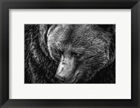 Framed Grizzly Close Up Black & White