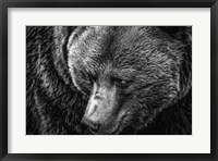 Framed Grizzly Close Up Black & White