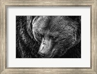 Framed Grizzly Close Up Black & White