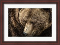 Framed Grizzly Close Up
