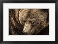 Framed Grizzly Close Up