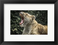 Framed Female White Lion Roars