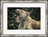 Framed Female White Lion Roars
