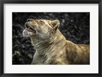 Framed Female White Lion Roars II