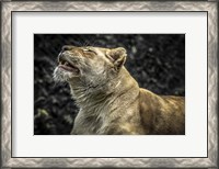Framed Female White Lion Roars II