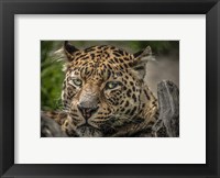 Framed Jaguar Close Up