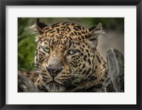 Framed Jaguar Close Up