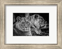 Framed Two Female Lions Black & White