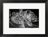 Framed Two Female Lions Black & White