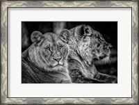 Framed Two Female Lions Black & White