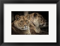 Framed Two Female Lions