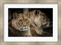 Framed Two Female Lions