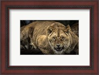Framed Scarface Lion