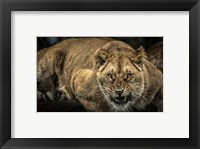 Framed Scarface Lion