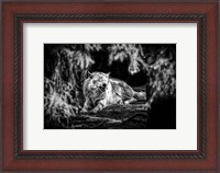 Framed Howling Wolf Black & White