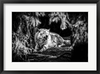 Framed Howling Wolf Black & White