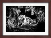 Framed Howling Wolf Black & White