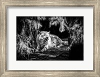 Framed Howling Wolf Black & White