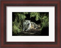 Framed Howling Wolf