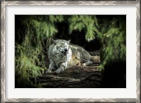 Framed Howling Wolf
