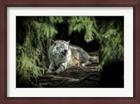 Framed Howling Wolf