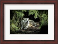 Framed Howling Wolf