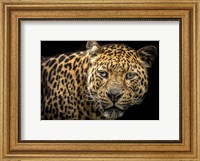 Framed Jaguar II