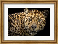 Framed Jaguar II