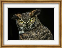 Framed Yellow Eyed Owl