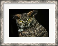 Framed Yellow Eyed Owl