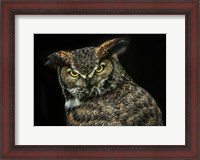 Framed Yellow Eyed Owl