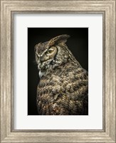 Framed Yellow Eyed Owl II