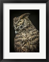 Framed Yellow Eyed Owl II