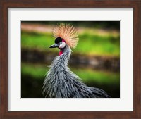 Framed Crowned Crane