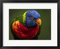 Framed Colorfull Bird II