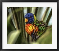 Framed Colorfull Bird III
