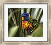 Framed Colorfull Bird III