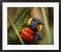 Framed Colorfull Bird IV