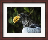 Framed Steller Eagle