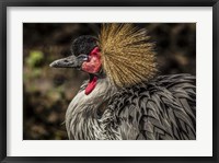 Framed Crowned Crane III