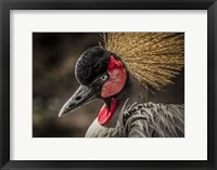 Framed Crowned Crane IV