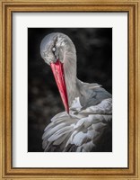 Framed Stork