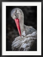 Framed Stork