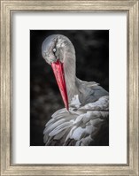 Framed Stork