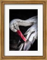 Framed Stork II