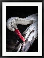 Framed Stork II